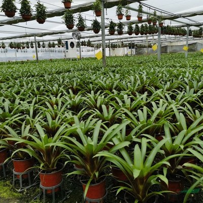 江蘇綠化苗木基地 一站式采購(gòu)陽(yáng)臺(tái)庭院與園林綠化優(yōu)質(zhì)產(chǎn)品