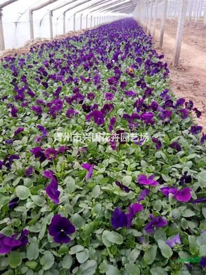 青州興國花卉園藝場 深耕園藝種植，綻放產業(yè)之花