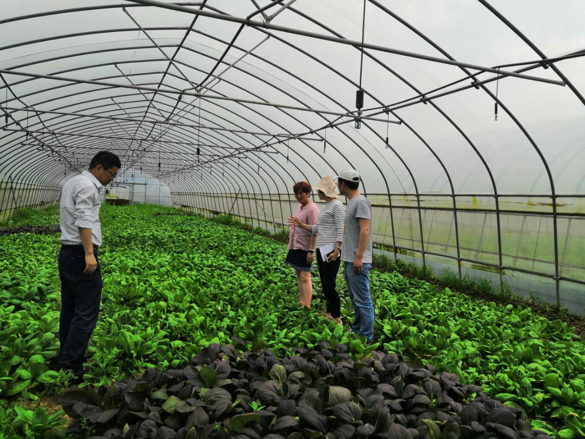 科技賦能綠色農業(yè) 園藝研究所青菜課題組赴奉賢助力鄉(xiāng)村振興